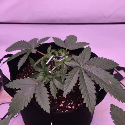 Shogun #1 growlog timeline photo