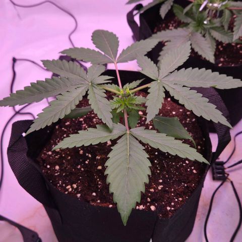 Shogun #2 growlog timeline photo