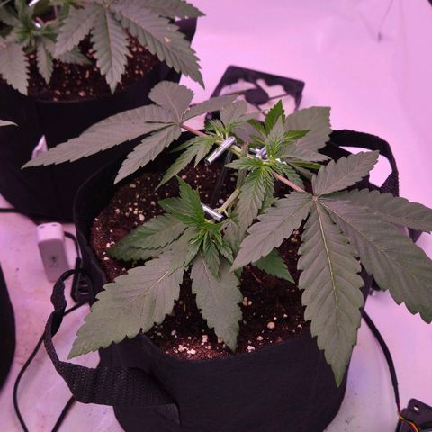 Shogun #3 growlog timeline photo