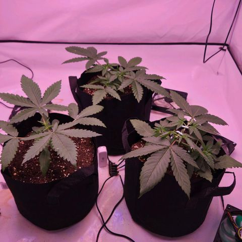 Shogun #1 growlog timeline photo