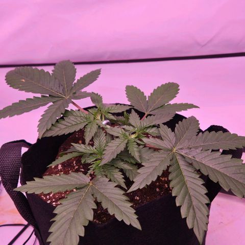 Shogun #1 growlog timeline photo