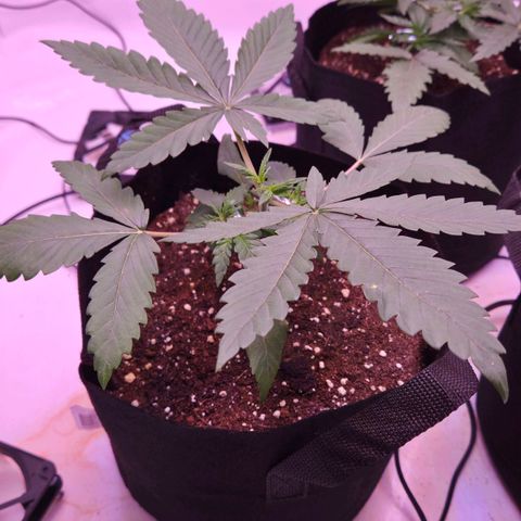 Shogun #2 growlog timeline photo