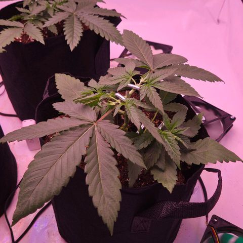 Shogun #3 growlog timeline photo
