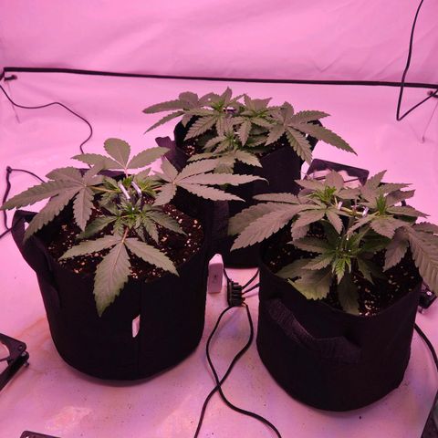 Shogun #1 growlog timeline photo
