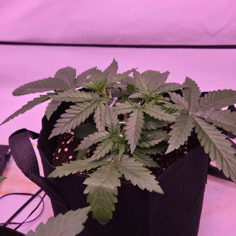 Shogun #1 growlog timeline photo
