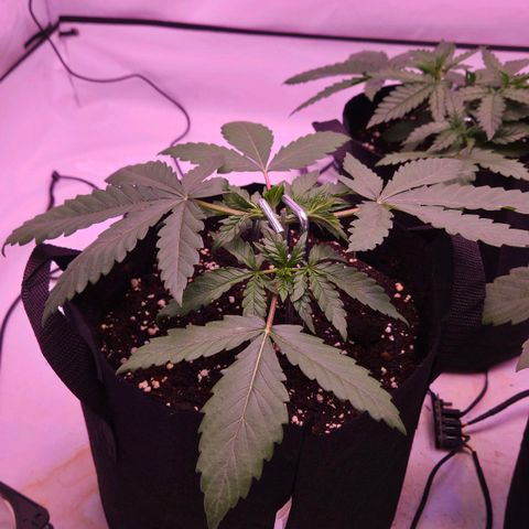 Shogun #2 growlog timeline photo