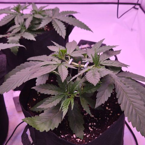Shogun #3 growlog timeline photo