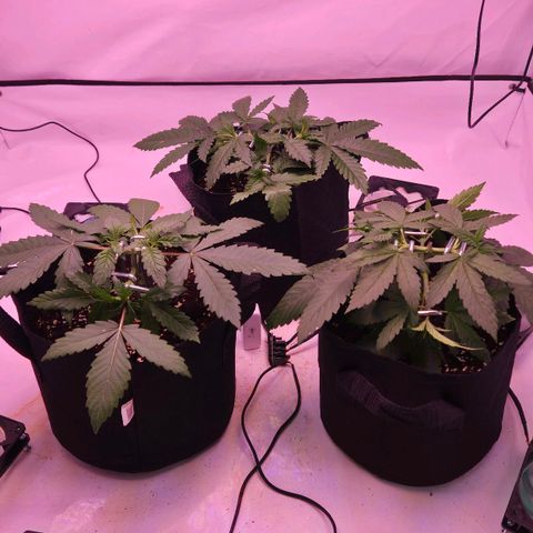 Shogun #1 growlog timeline photo