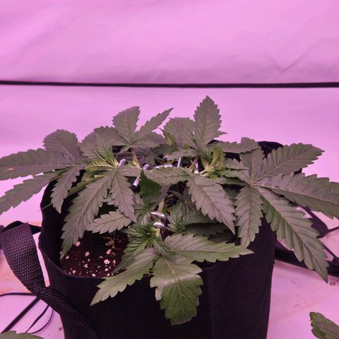 Shogun #1 growlog timeline photo