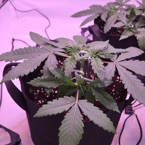 Shogun #2 growlog timeline photo