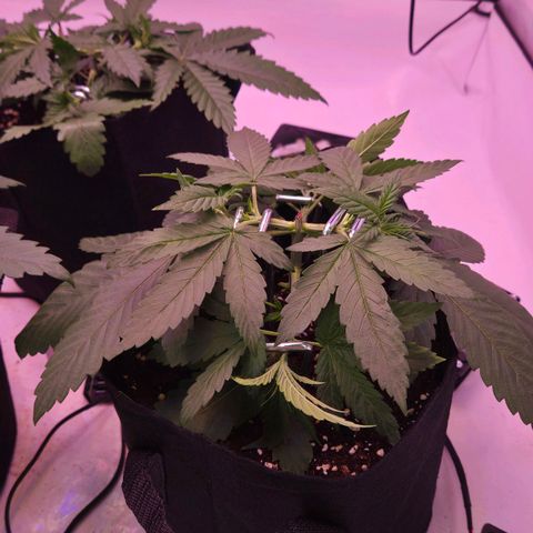 Shogun #3 growlog timeline photo