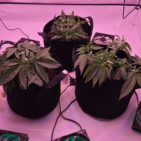 Shogun #1 growlog timeline photo