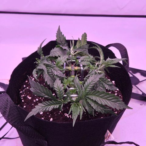 Shogun #1 growlog timeline photo