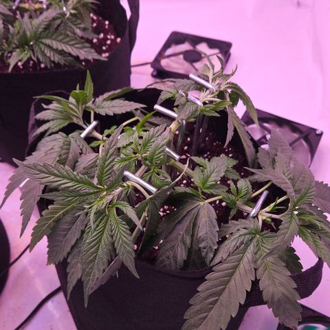 Shogun #3 growlog timeline photo