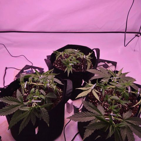 Shogun #1 growlog timeline photo