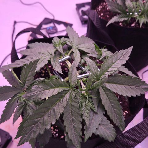 Shogun #2 growlog timeline photo