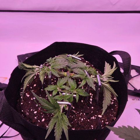 Shogun #1 growlog timeline photo
