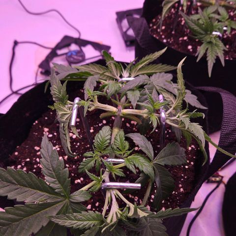 Shogun #2 growlog timeline photo