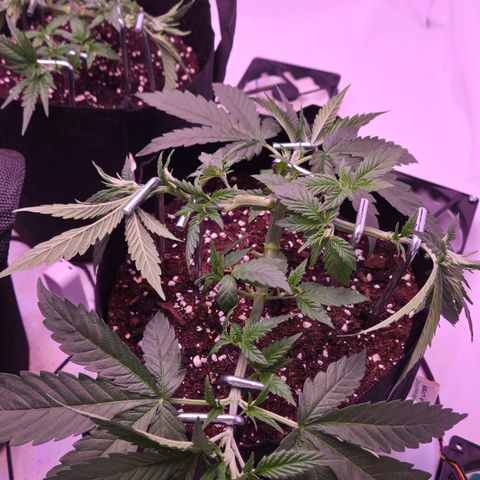 Shogun #3 growlog timeline photo