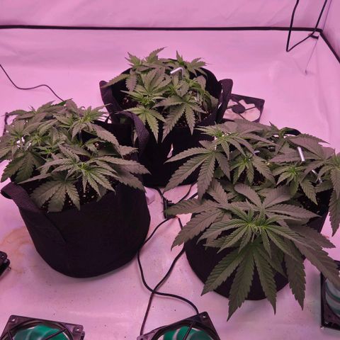 Shogun #1 growlog timeline photo