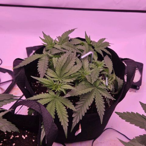 Shogun #1 growlog timeline photo
