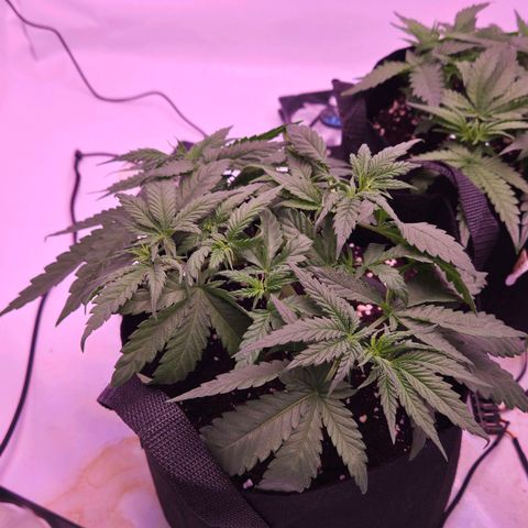 Shogun #2 growlog timeline photo