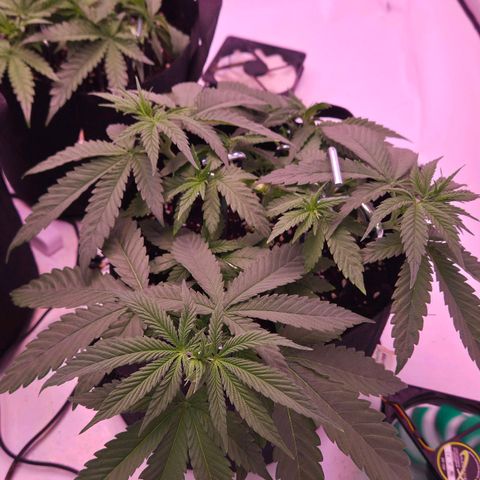 Shogun #3 growlog timeline photo