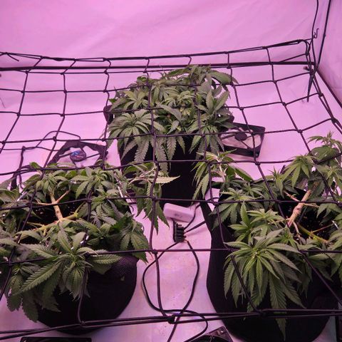 Shogun #1 growlog timeline photo