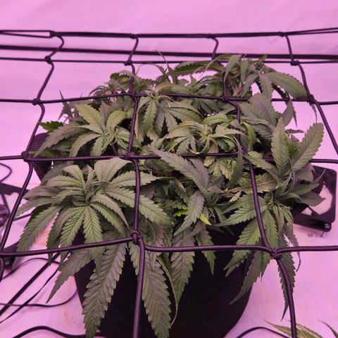 Shogun #1 growlog timeline photo