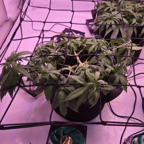 Shogun #2 growlog timeline photo