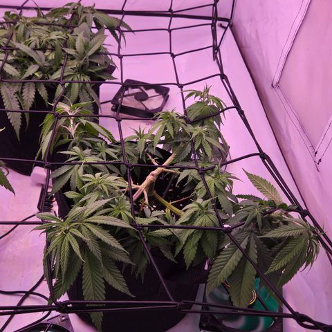 Shogun #3 growlog timeline photo