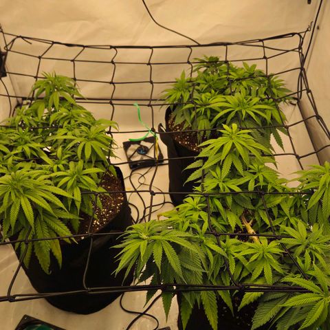 Shogun #1 growlog timeline photo