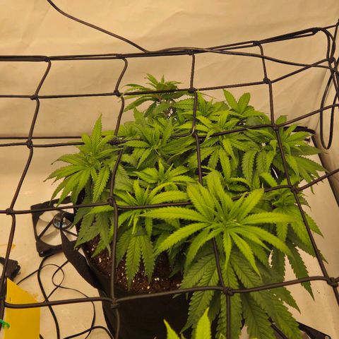Shogun #1 growlog timeline photo