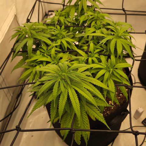 Shogun #2 growlog timeline photo