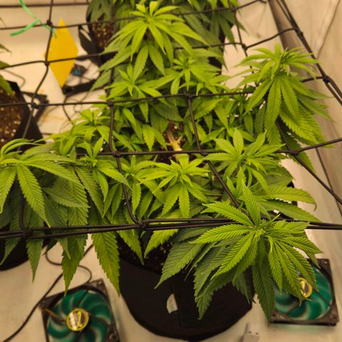 Shogun #3 growlog timeline photo