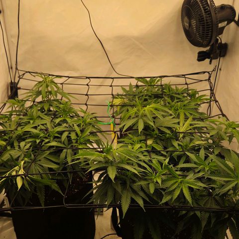 Shogun #1 growlog timeline photo