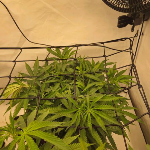 Shogun #1 growlog timeline photo