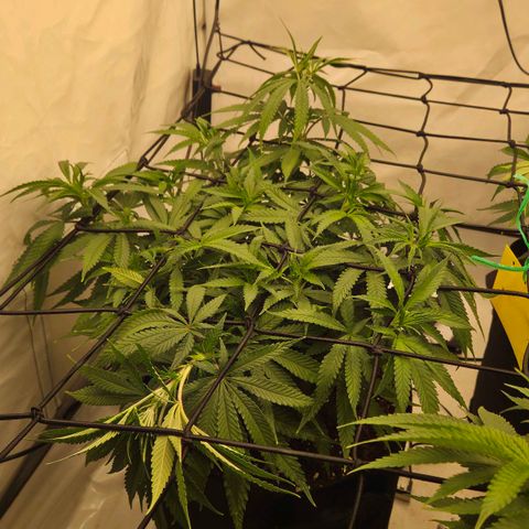Shogun #2 growlog timeline photo