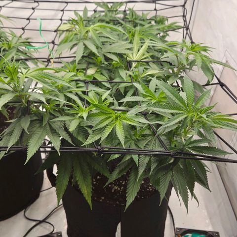 Shogun #3 growlog timeline photo