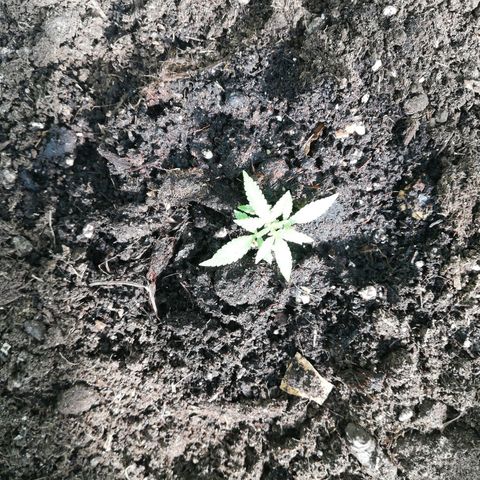 Green gelato  growlog timeline photo