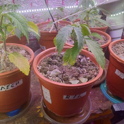 R/L growlog photo: До подрезки