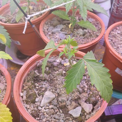 R/L growlog photo: После подрезки