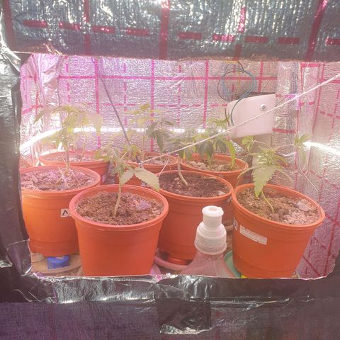 Veleri growlog photo: Небольшая перестановка вибоксе