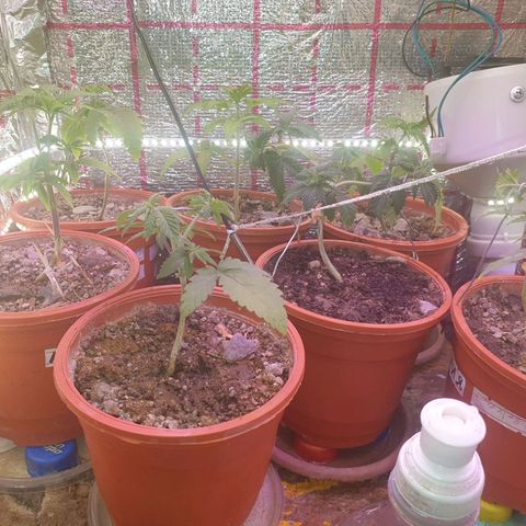 Veleri growlog photo: Небольшая перестановка вибоксе