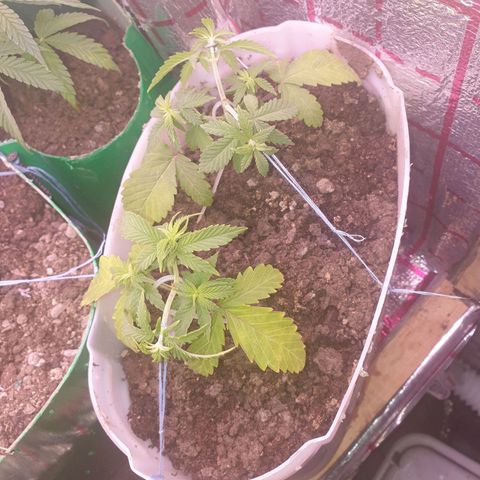 R/L growlog photo: Пересодил в один горшок