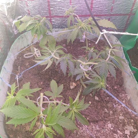 Veleri growlog photo: Пересодил в болшо горшок иипереподвизал.