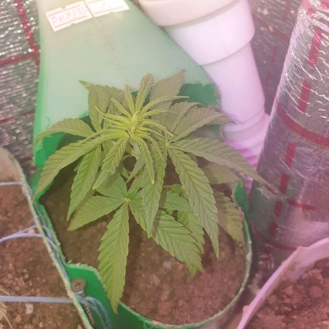 Veleri growlog photo: Пересадка в отдельный горшок 