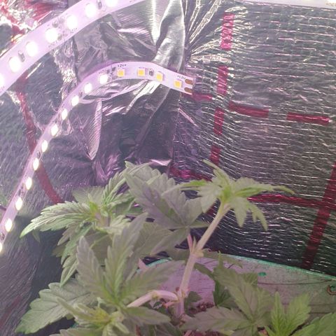 Veleri growlog photo: После подрезки