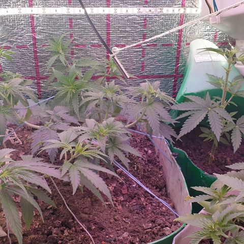 Veleri growlog timeline photo