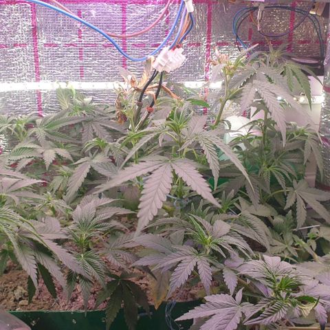 Veleri growlog photo: Грузовое фото